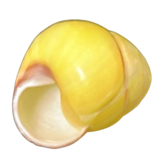 Striped Yellow Land Snail